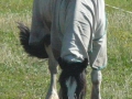 2010-07-14 Esbeek002