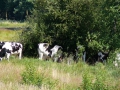 2010-07-14 Esbeek018