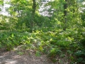 2010-08-25 Oisterwijk006