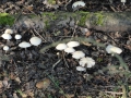 2010-09-22 Liempde016