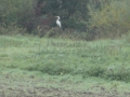 2010-09-29 Borlinghausen013 (Kopie)