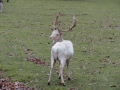 2010-11-17 Renkum006