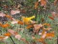 2010-11-17 Renkum037