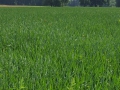 2016-06-08 Liempde 016 (Kopie)