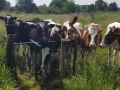 2016-06-08 Liempde 043 (Kopie)