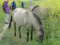 2016-07-06 Nijmegen Ooijpolder 006