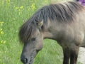 2016-07-06 Nijmegen Ooijpolder 007