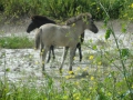 2016-07-06 Nijmegen Ooijpolder 008