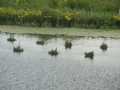 2016-07-06 Nijmegen Ooijpolder 022