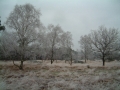 2006-12-20 Rips004