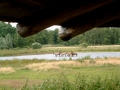 2004-07-07 Zundert 007