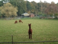 2004-10-27 Nijnsel 014