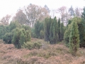 2004-11-08 Aalden 014
