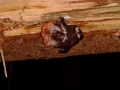 2004-11-08 Aalden 016