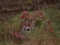 2004-11-08 Aalden 017