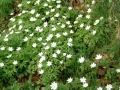2005-03-30 Drunen 017