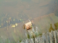 2005-06-08 Boxmeer 008