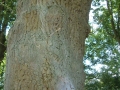 2005-06-22 Afferden 007