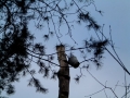 2005-11-23 Rips 002