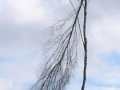 2006-03-29 Rhenen 006