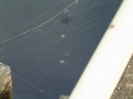 2006-08-16 Nemelaer 007
