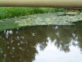2006-08-16 Nemelaer 008