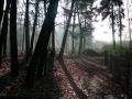 2007-12-19 Hilvarenbeek 011