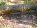 2008-01-16 Middelbeers 003