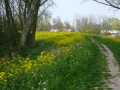 2008-04-23 Beesd 020