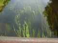 2008-06-18 Biezenmortel 020