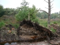 2008-07-30 Kampina 009