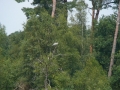 2008-07-30 Kampina 012