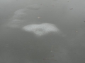2011-01-12 Rucphen008