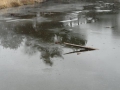 2011-01-12 Rucphen009