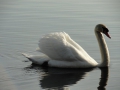 2011-02-09 Oisterwijk003