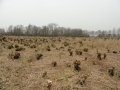 2011-02-23 Schoonrewoerd044