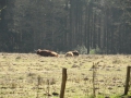 2011-03-24 Dieren-Velp018