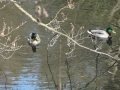 2011-03-24 Dieren-Velp020