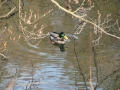 2011-03-24 Dieren-Velp021