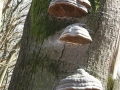 2011-03-24 Dieren-Velp042