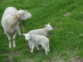 2011-04-06 Aalst003