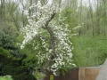 2011-04-06 Aalst008