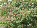 2011-05-04 Moergestel008