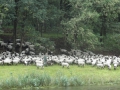2011-06-29 Drunen002