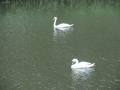 2011-06-29 Drunen004