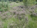 2011-08-10 Son012