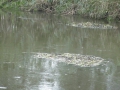 2011-09-07 Liempde022