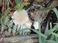2011-09-16 Elst026