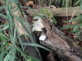 2011-09-16 Elst027