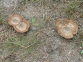 2011-09-27 Uffelte014 (Kopie)